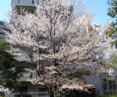 20120408115031.jpg