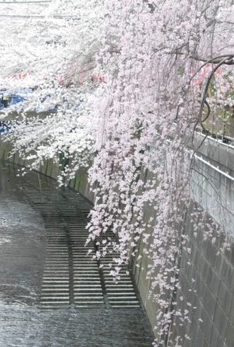 枝垂れ桜