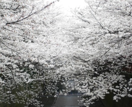 目黒川桜満開