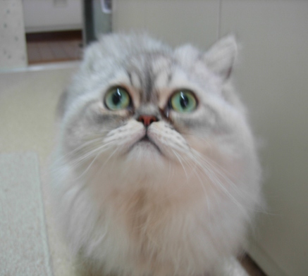 ジジ、どこ？１