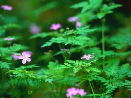 Flowers in the forest.