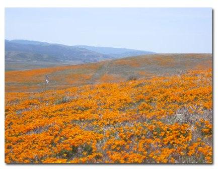 20110608_poppy.jpg