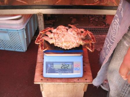 20110803_crab.jpg