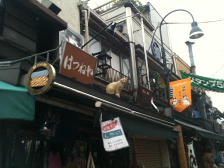 20110803_yanaka-cat.jpg