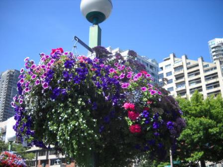 20110915_flowers.jpg