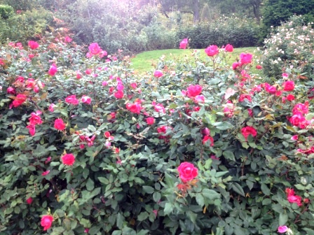 20121105_portland-rose-garden.jpg