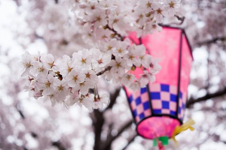 20150317-hanami