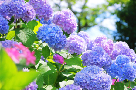 20260629_tokiwa