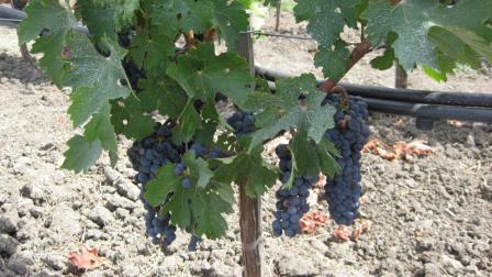 100831_napa-grapes.jpg