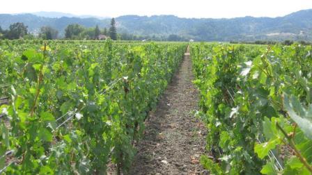 100831_napa-vineyard.jpg