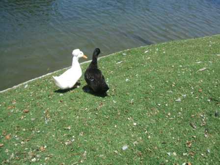 101102_duck.jpg