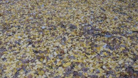 101129_leaves.jpg