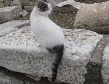 101225_ephesus-cat.jpg