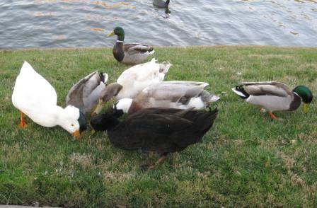 110214_geese-mallards.jpg