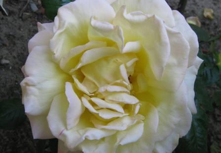 20110506_rose.jpg