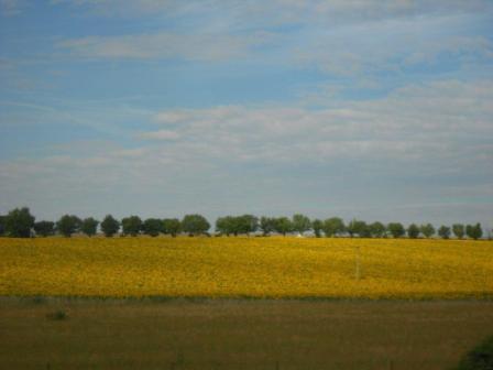 20110805_sunflowers.jpg