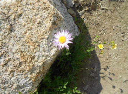 20110913_flower2.jpg