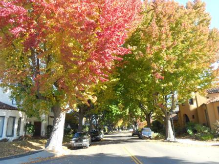 20111202_autumn-trees.jpg
