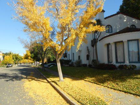 20111202_autumn-trees2.jpg