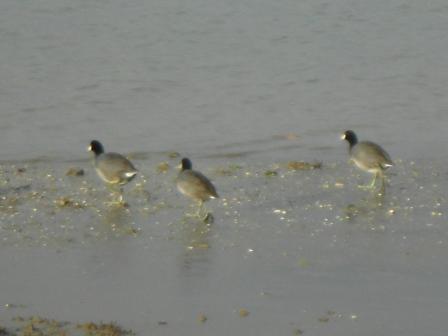 20111202_birds.jpg