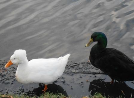 20111202_ducks.jpg