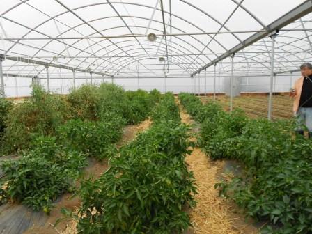 20111202_nijiya-farm.jpg