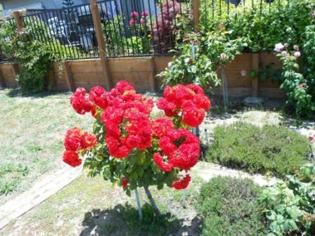 20111202_roses.jpg