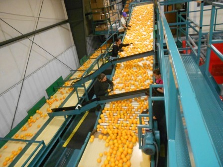 20120330_golden-nugget-factory.jpg