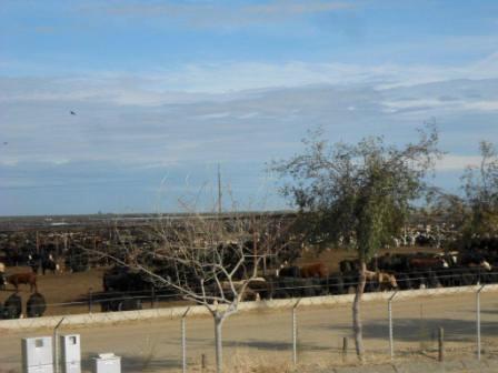 20120330_harris-ranch-cows.jpg