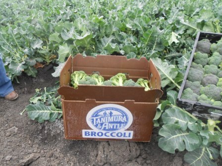 20120330_tanimura-farm-broccoli-box.jpg