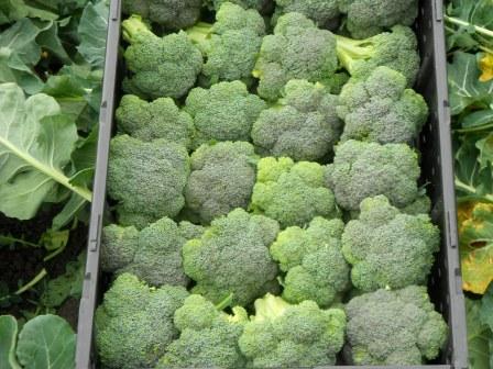 20120330_tanimura-farm-broccoli.jpg