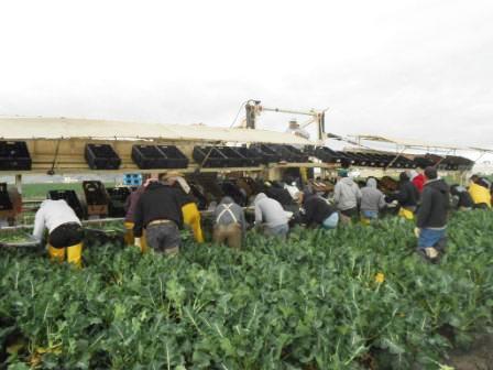 20120330_tanimura-farm-harvest.jpg