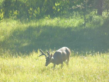 20120712_yosemite-deer.jpg