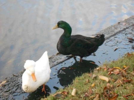 20121210_duck.jpg