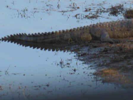 20130109_crocodile.jpg