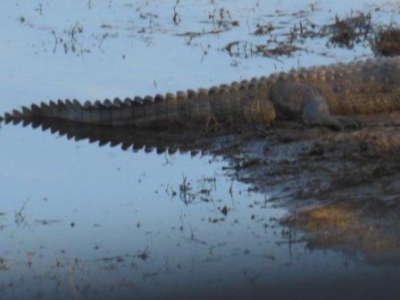 20130109_crocodile.jpg