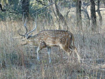 20130109_deer.jpg