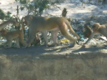 20130109_monkey-on-street.jpg