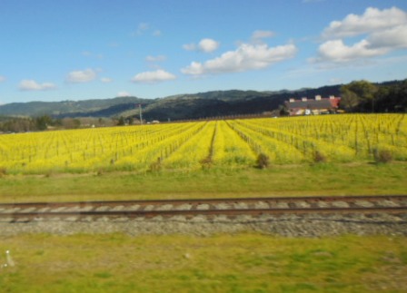 20130226_vinyard.jpg