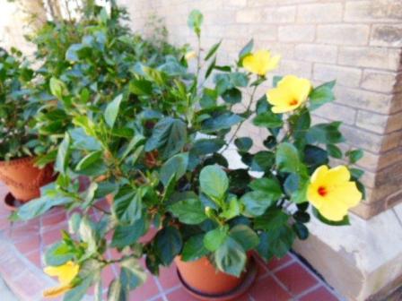 flower.jpg
