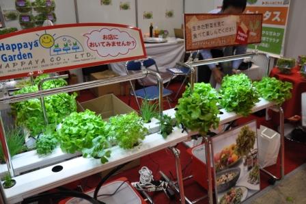 100414lettuce.jpg