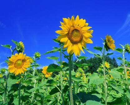 20140714-sunflower.jpg