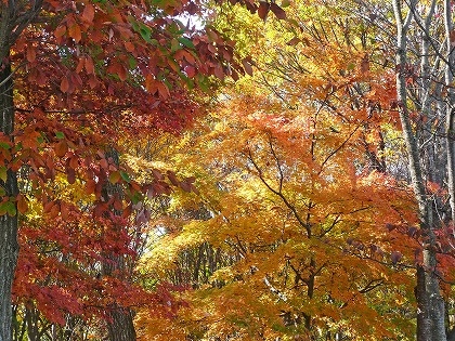 autumn-leaves.jpg