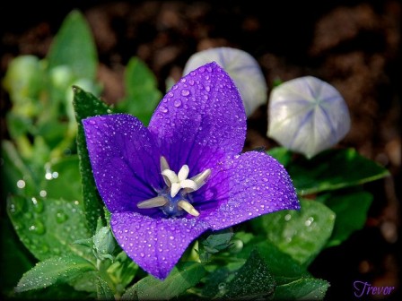 Balloon-flower_01