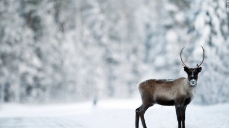 reindeer-snow-getty