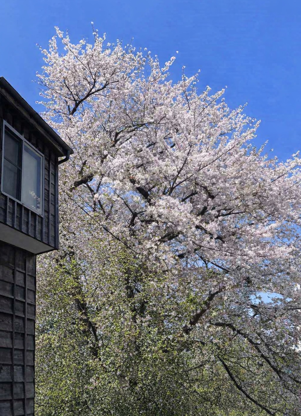 BCO.31fb2826-ce28-495a-82d6-72b1bf1783ef.png222