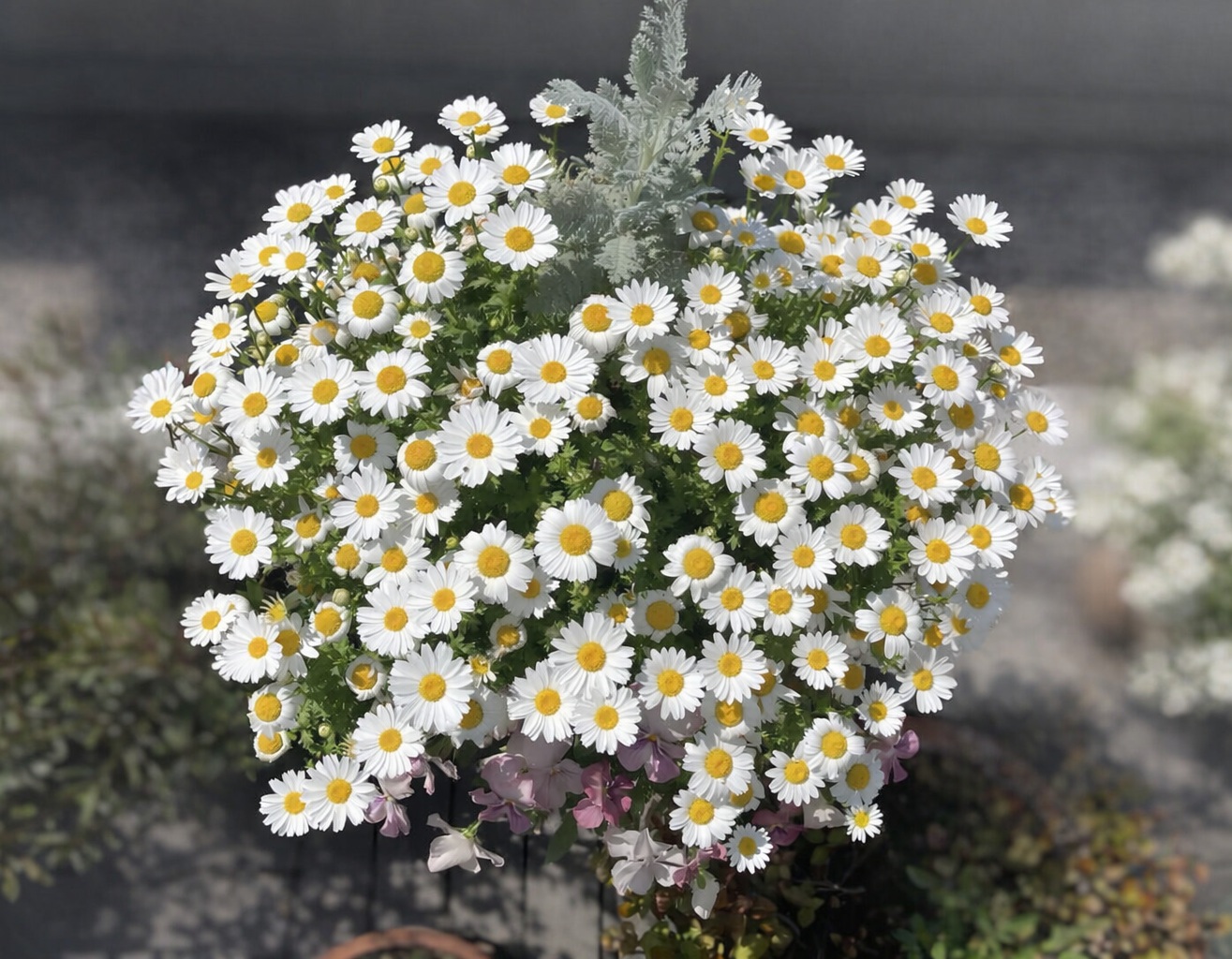 BCO.44c911cc-3f5c-4a0c-8356-02d99088c3b4