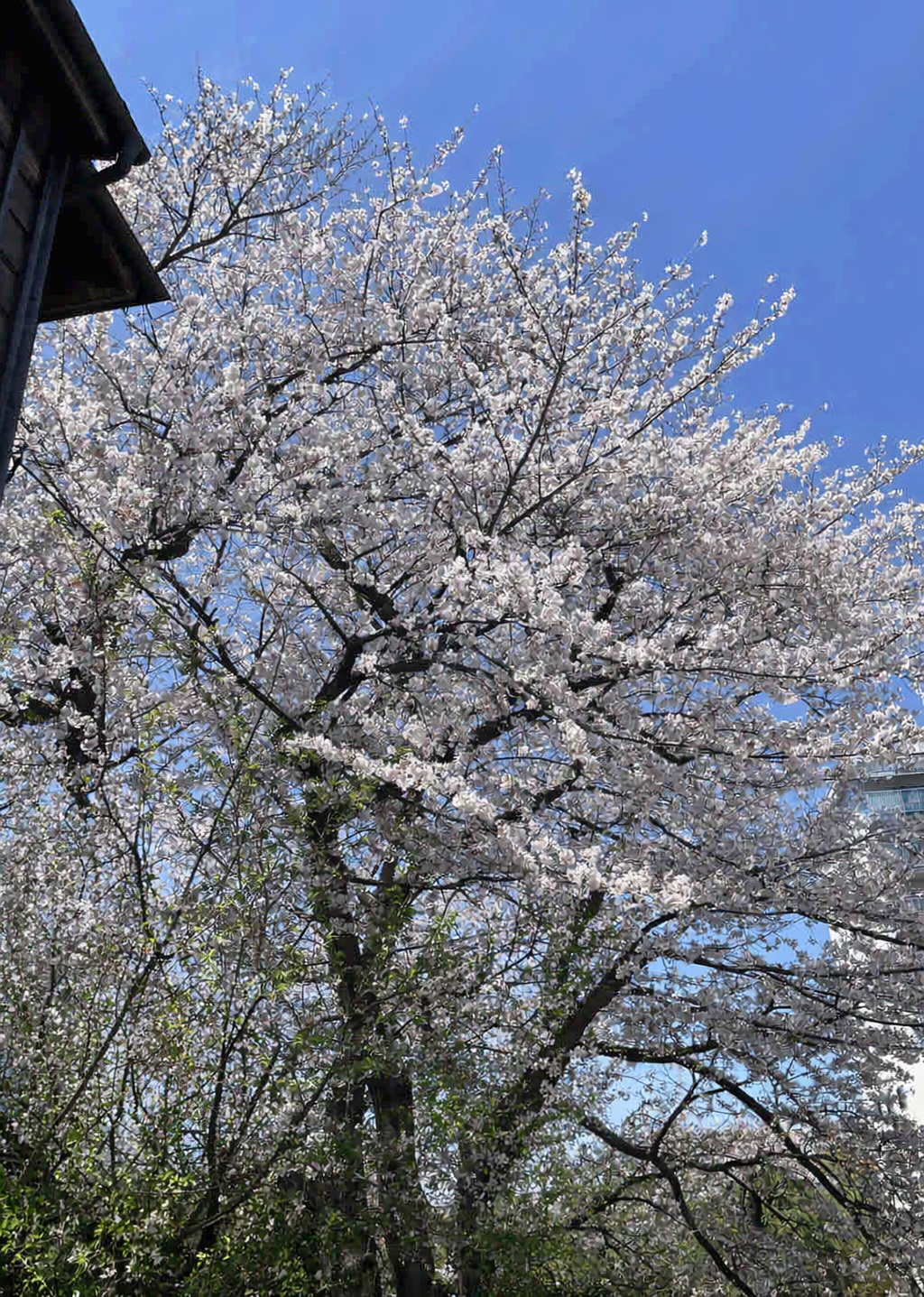 BCO.4a914e30-ca63-4d3c-ab24-b0a4621d170d