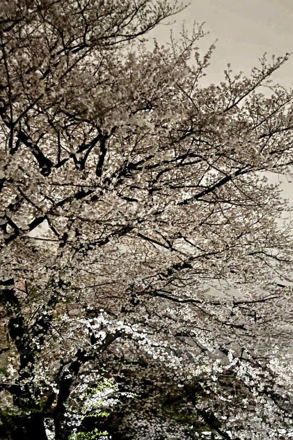 BCO.c81391c7-5d64-426d-a129-6b08b155c14f.png22